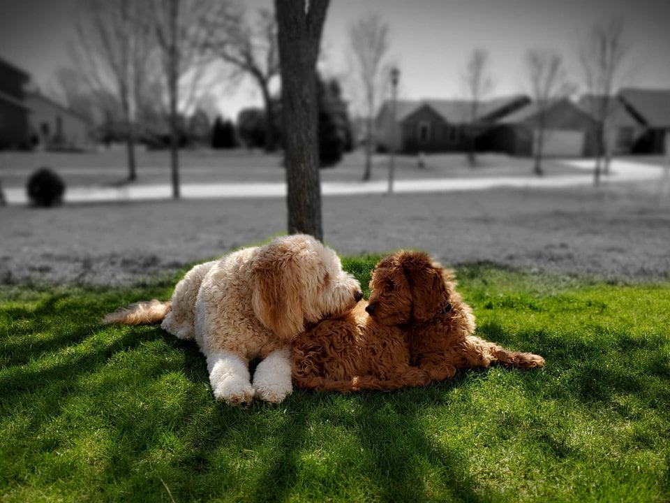 Goldendoodle Generations Picture