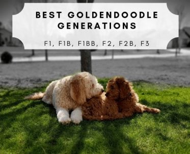 The Best Goldendoodle Generations Picture