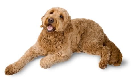 F1B Goldendoodle