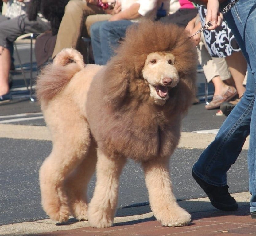 lion cut goldendoodle photo