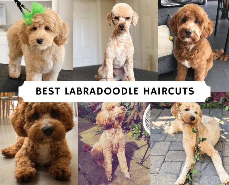 Best Labradoodle Haircuts