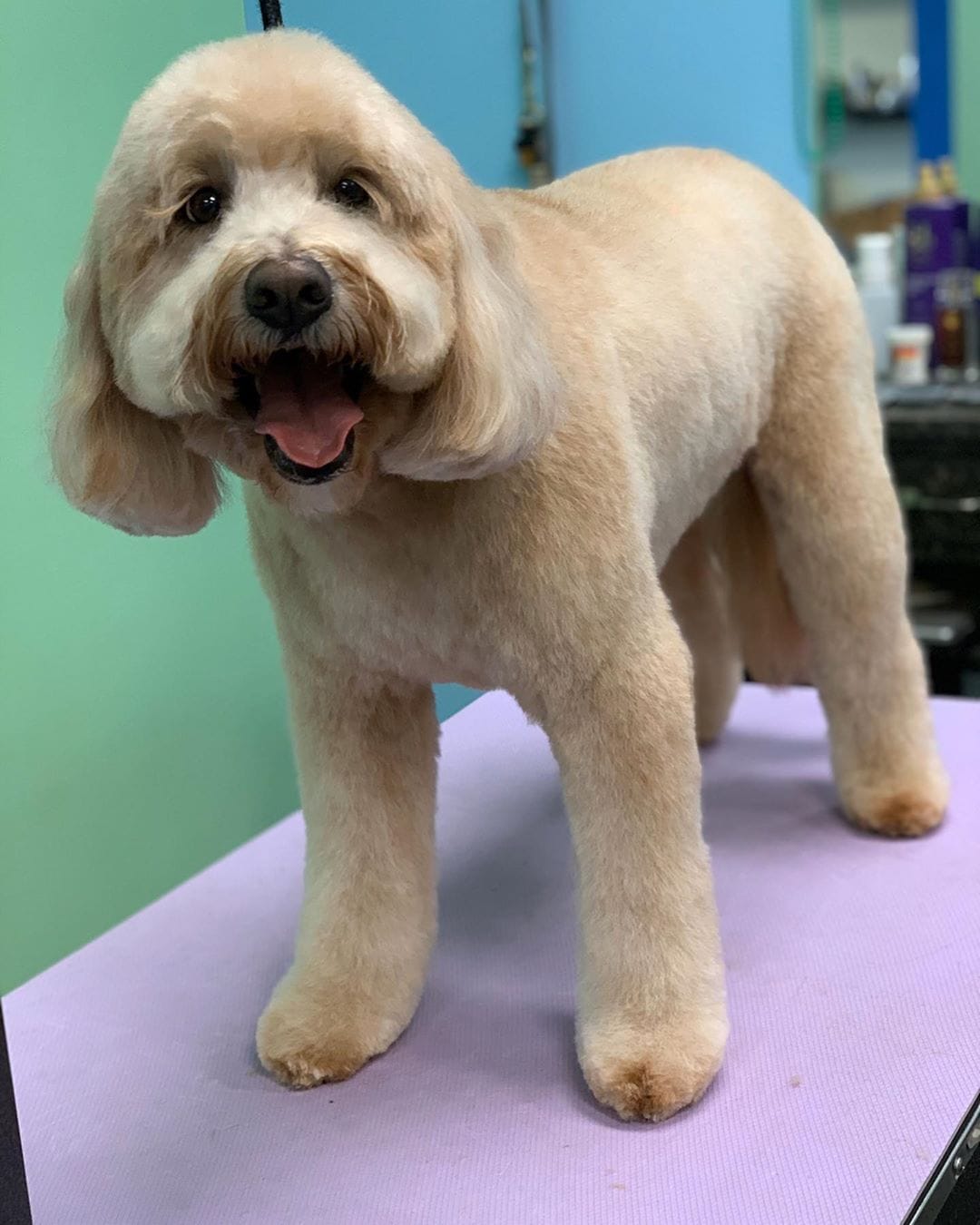 labradoodle puppy haircut