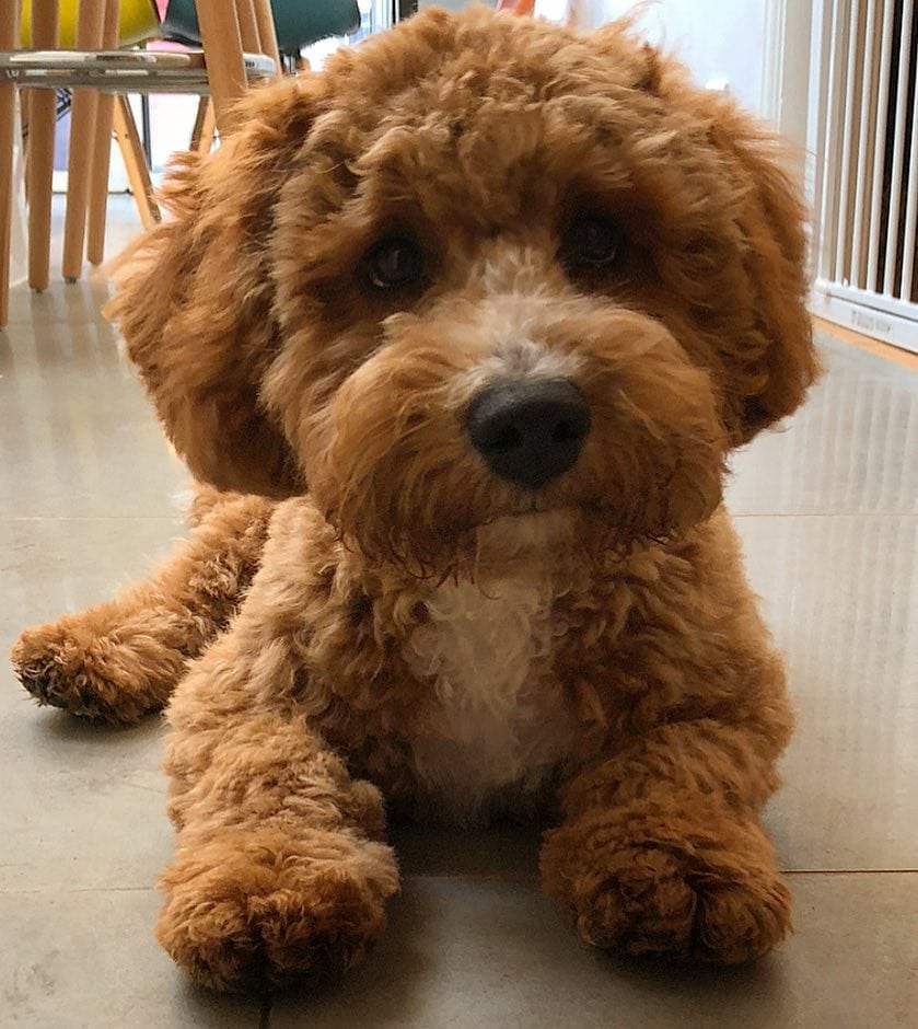 labradoodle teddy bear cut