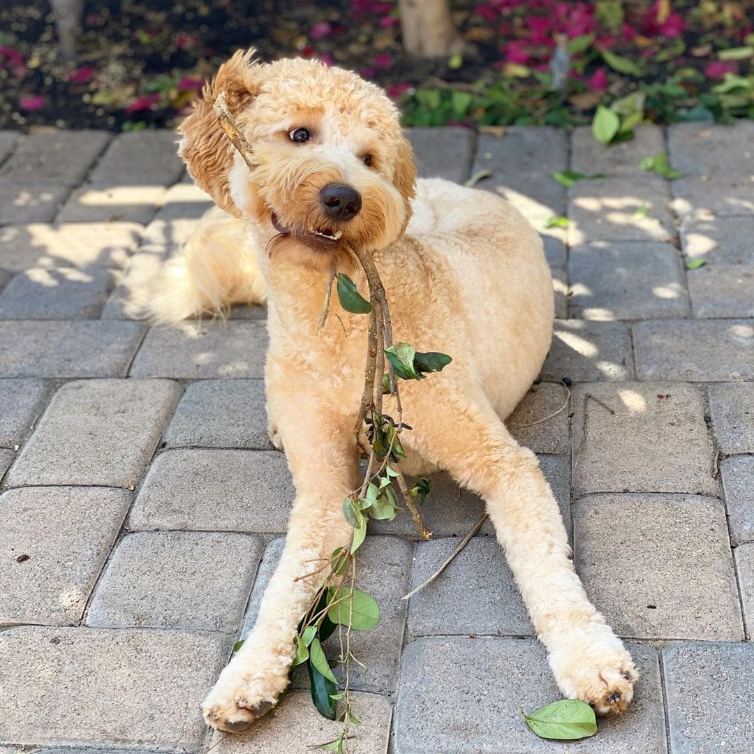 short clip labradoodle haircuts