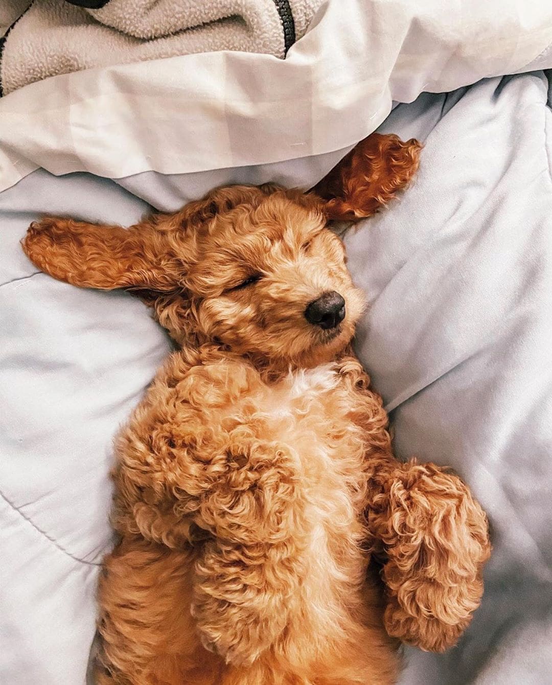 f1bb goldendoodle picture