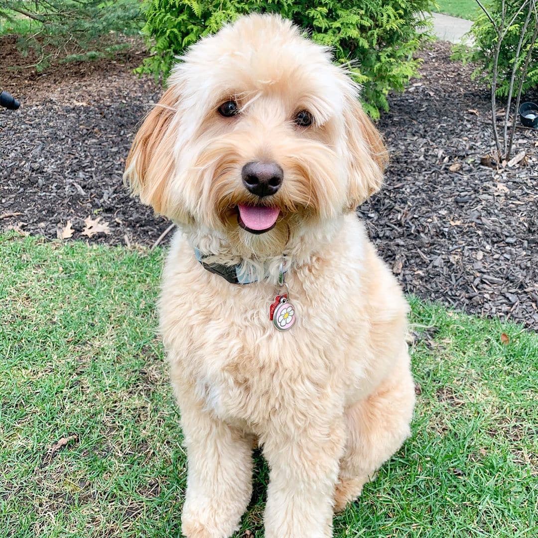 f2 goldendoodle picture