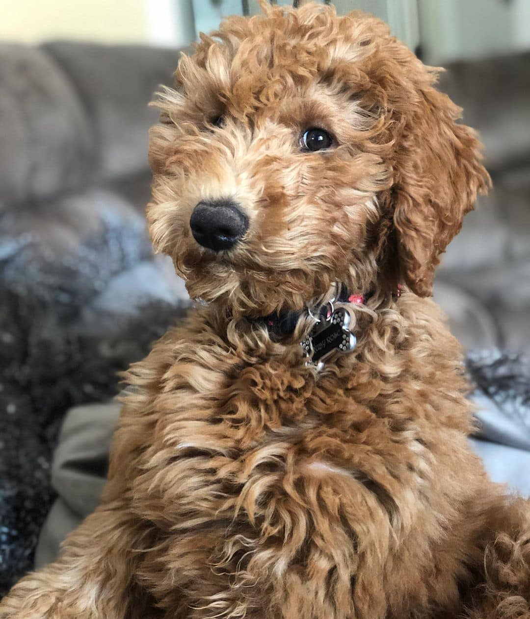 f2b goldendoodle picture