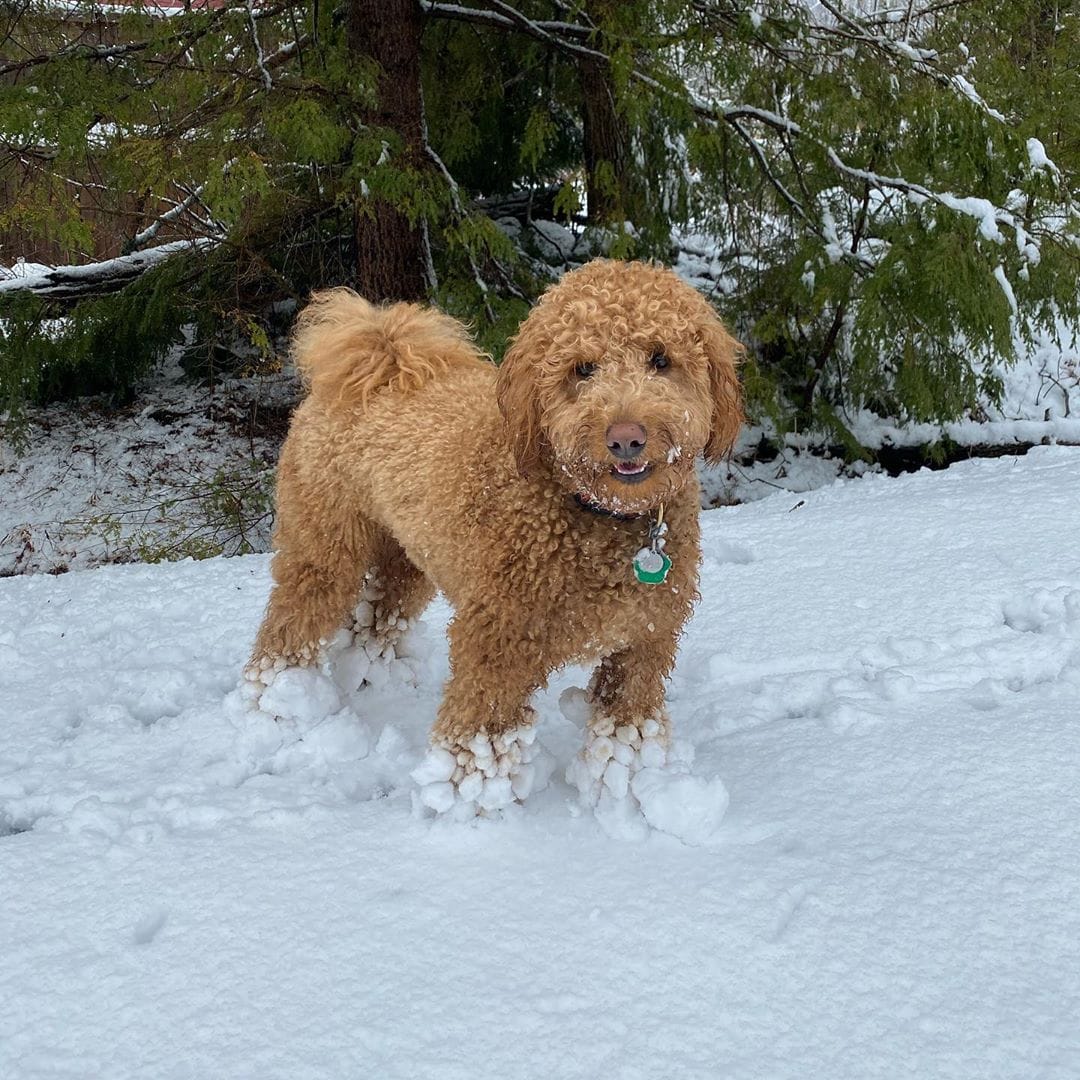 f2bb goldendoodle picture