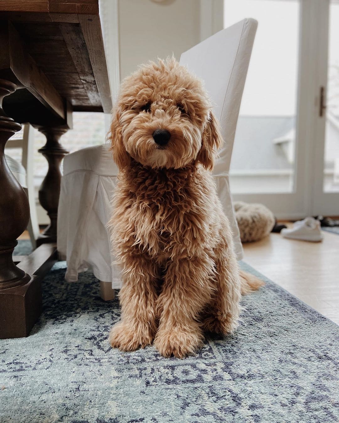 f3 goldendoodle or multi-generation goldendoodle picture