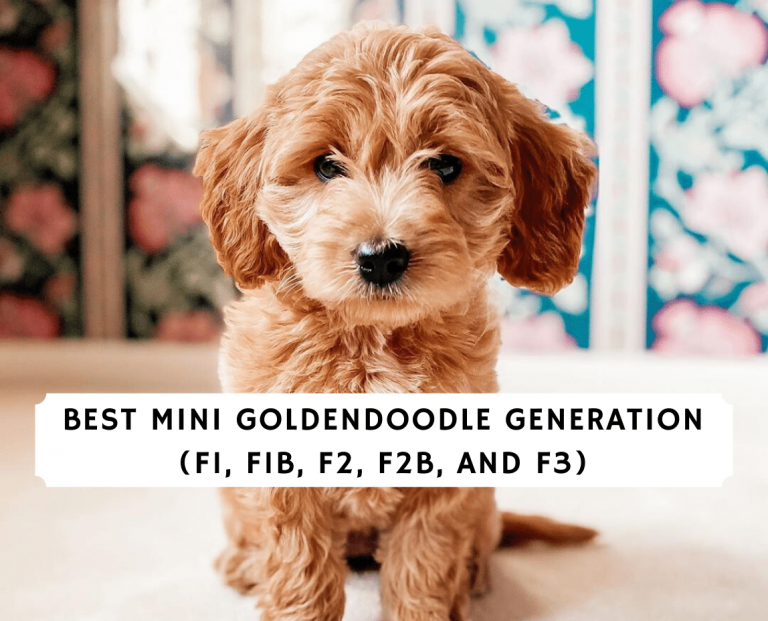 Best Mini Goldendoodle Generation (F1, F1B, F2, F2b, and f3)