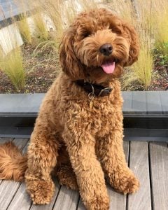 Goldendoodle generations