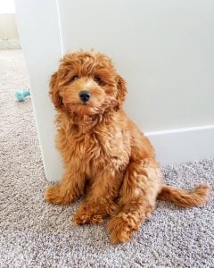 f1b mini goldendoodle picture