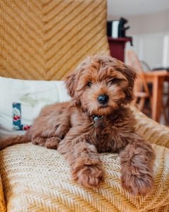 f2b mini goldendoodle picture