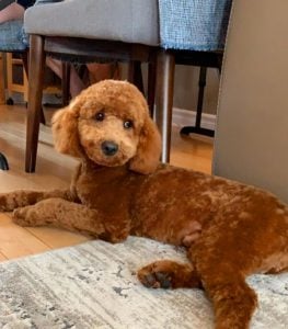 f2bb mini goldendoodle picture