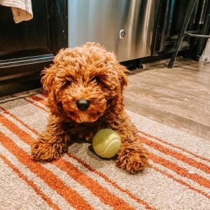 f3 mini goldendoodle or multi-generation mini goldendoodle