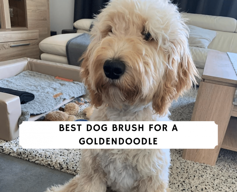 Best Dog Brush for a Goldendoodle