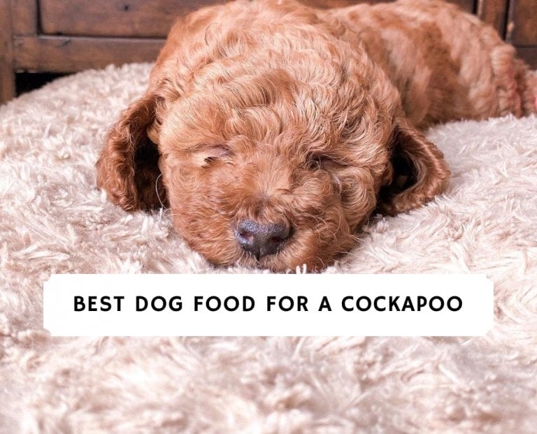 best dog food for a Cockapoo