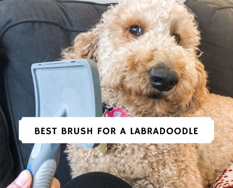 Best Brush for a Labradoodle