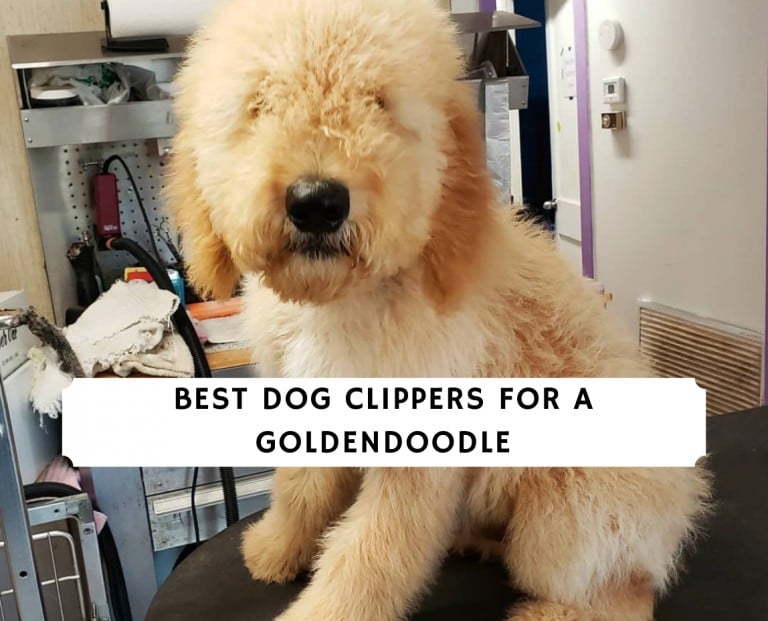 Best Clippers for a Goldendoodle