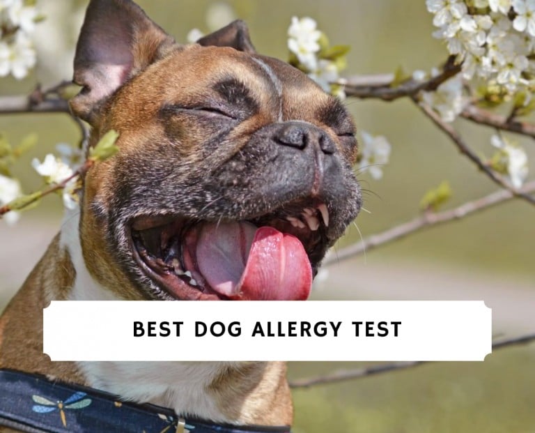 Best Dog Allergy Test