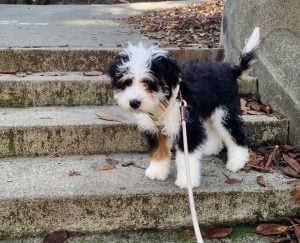 Bernedoodle Appearance