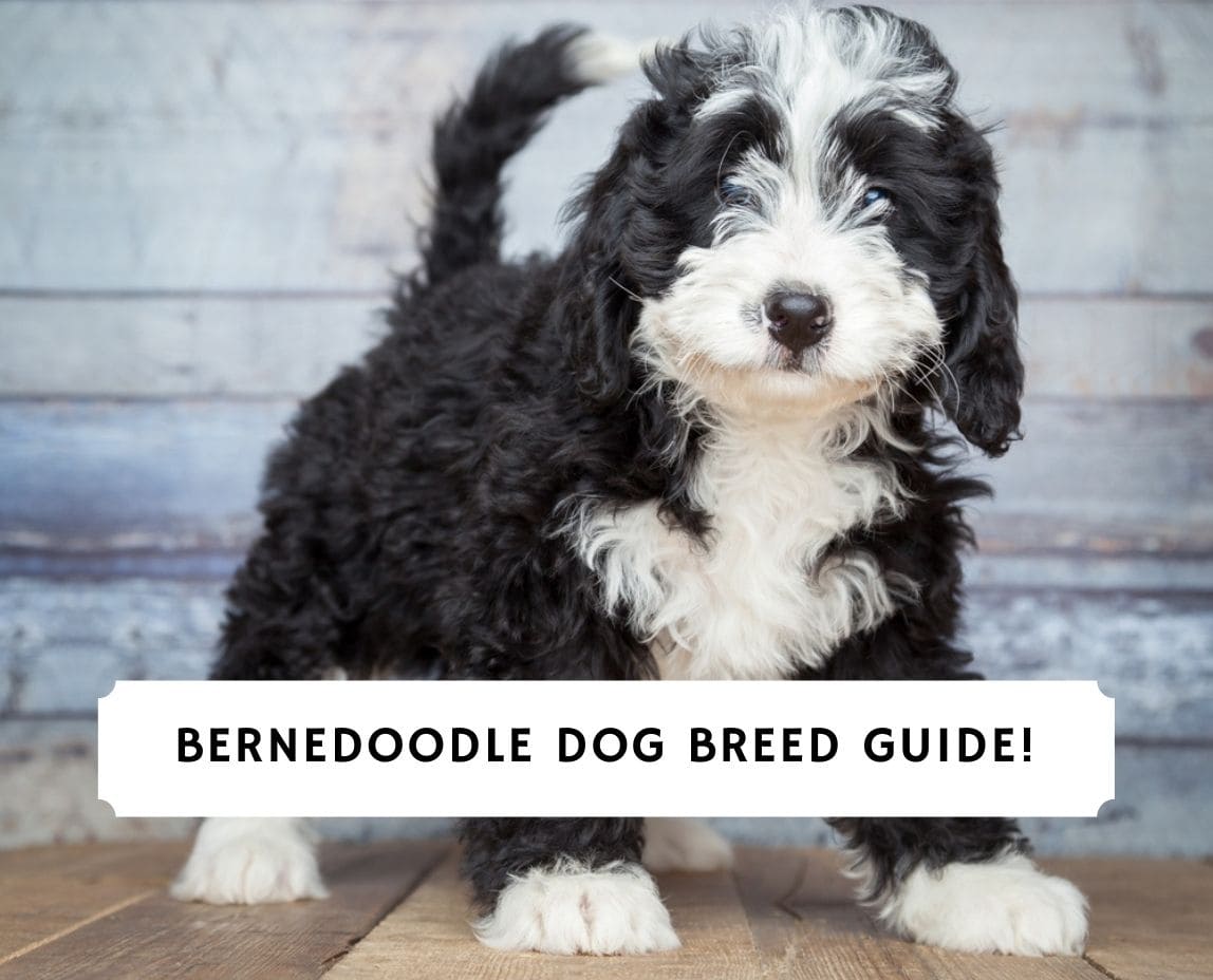 Bernedoodle Dog Breed Information