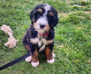 Bernedoodle Generation Information