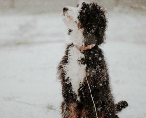 Bernedoodle Grooming