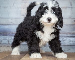 Bernedoodle Puppy