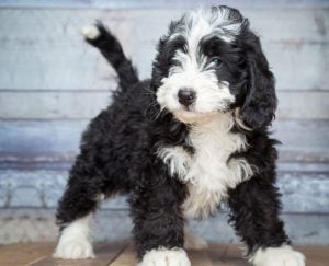 Bernedoodle Size Information