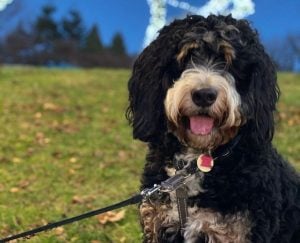 Bernedoodle Temperament & Personality