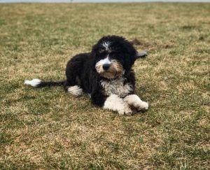 Bernedoodle Training