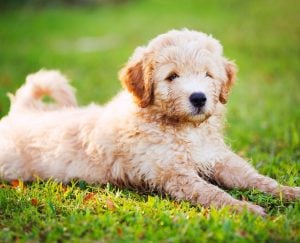 Grooming a Labradoodle