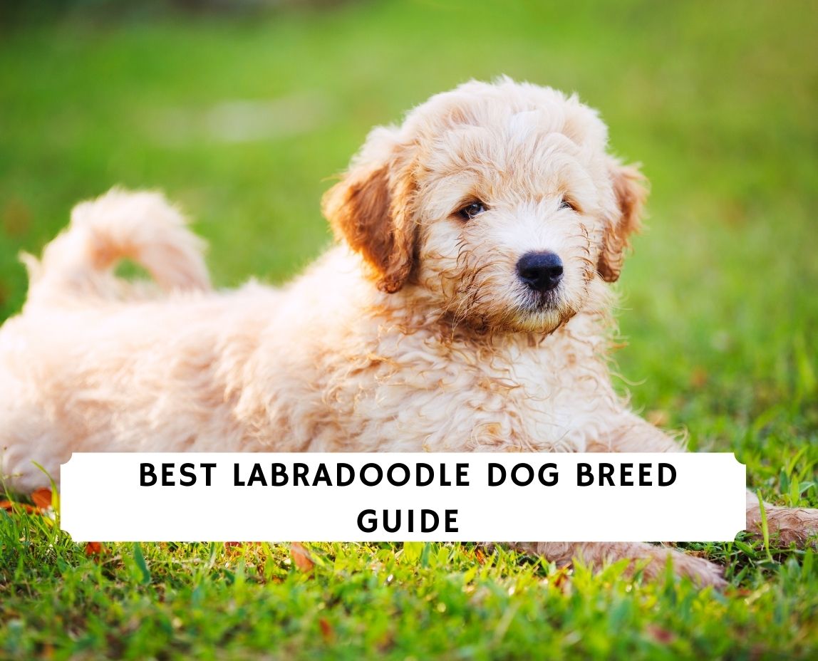 Labradoodle Dog Breed Guide
