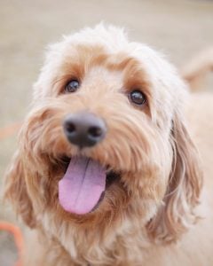 characteristics of a Labradoodle