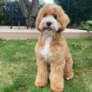 labradoodle temperament and personality