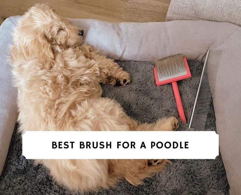 Best Brush for a Poodle
