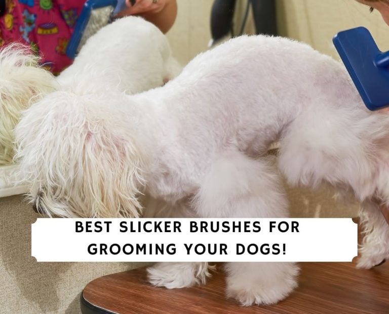 Slicker Brushes For Grooming Your Dogs