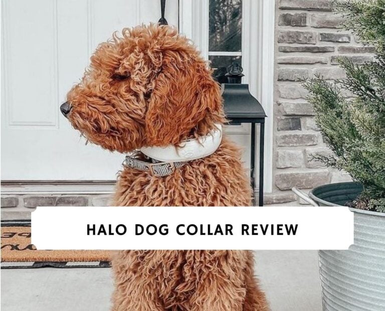 Halo Dog Collar Review