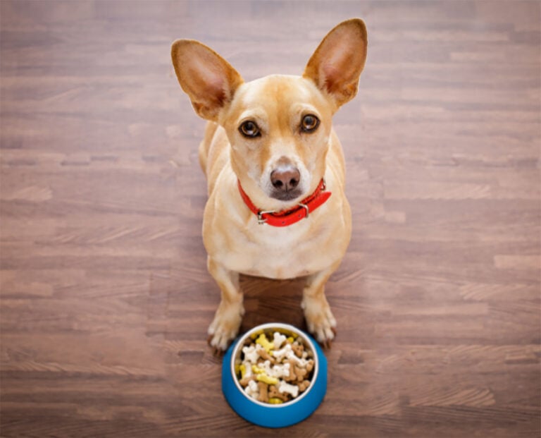 Worst Dog Food Brands To Avoid (+5 We Recommend)