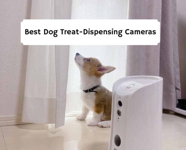 Best Dog Treat-Dispensing Cameras