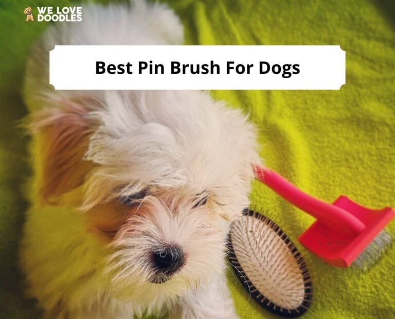 Best Pin Brush For Dogs