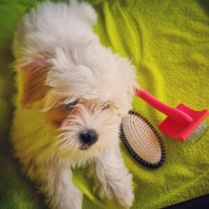 wire pin brush for dogs