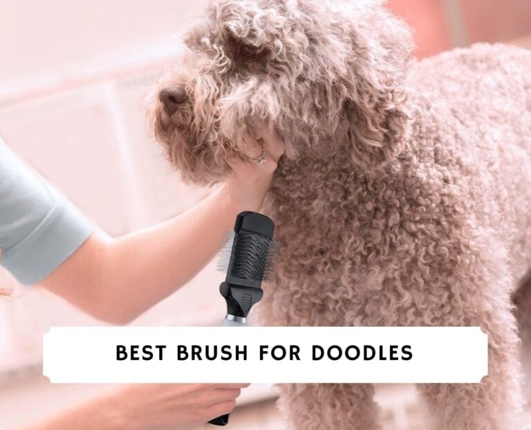 Best Brush for Doodle