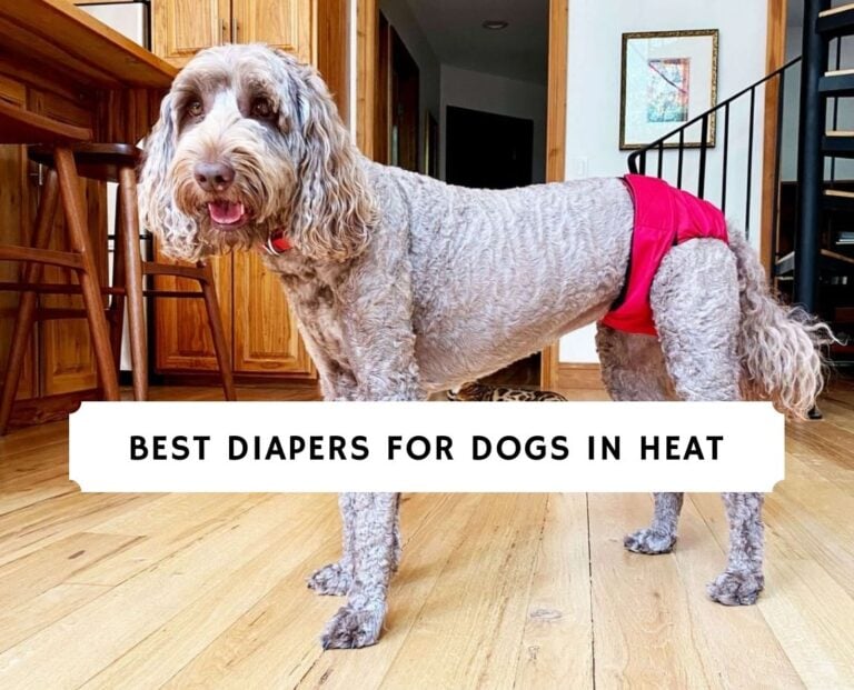 Best Diapers for Dogs in Heat