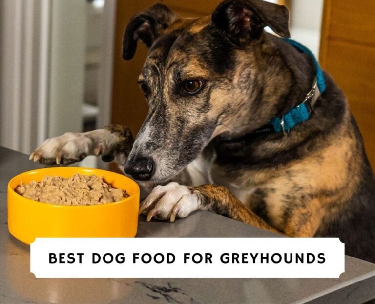 Best Dog Food for Greyhounds