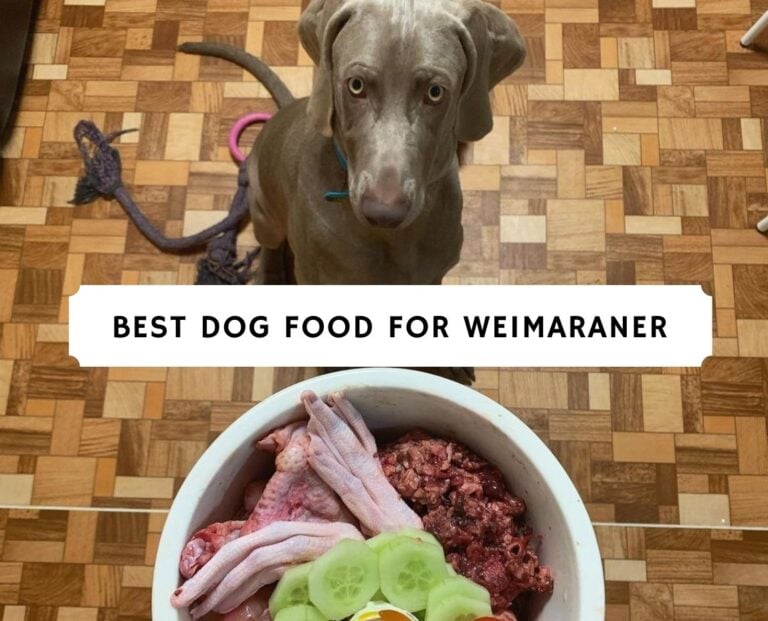 Best Dog Food for Weimaraner