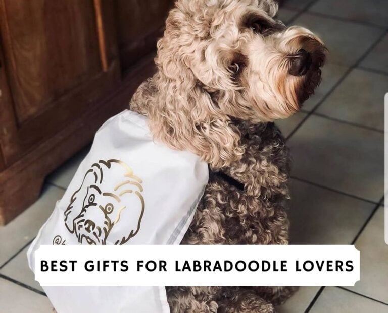 Best Gifts for Labradoodle Lovers