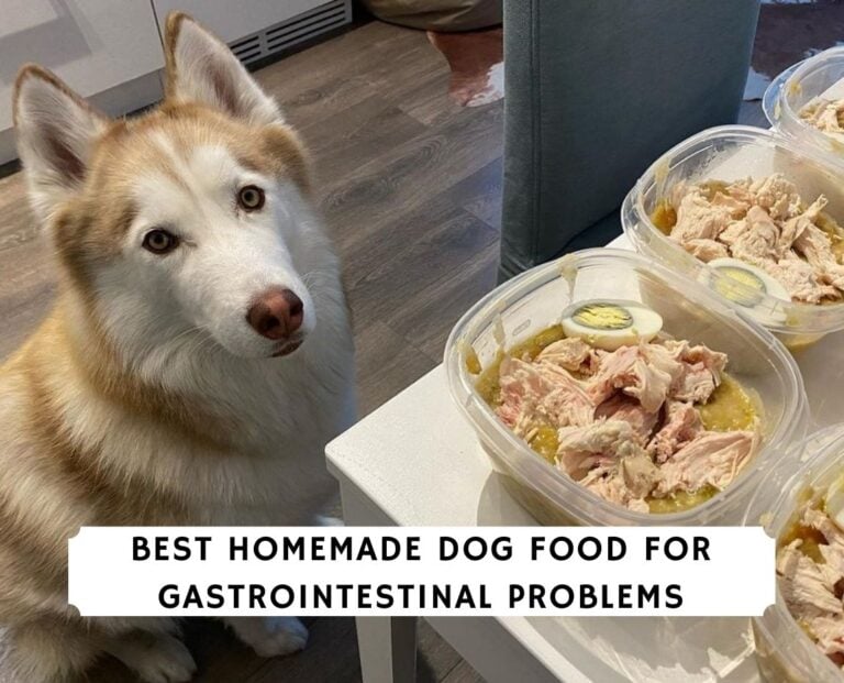 Best Homemade Dog Food for Gastrointestinal Problems