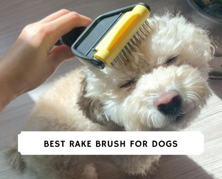 Best Rake Brush for Dogs